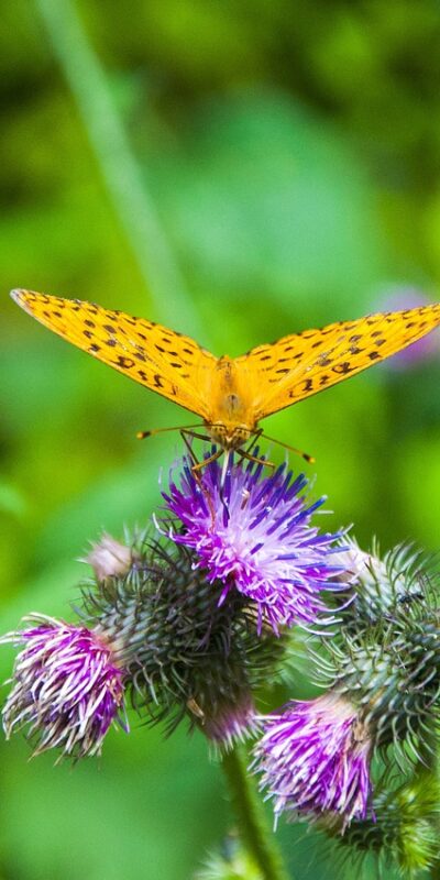 Odkryj urok wiosny w Bieszczadach: przygoda czeka na ciebie!