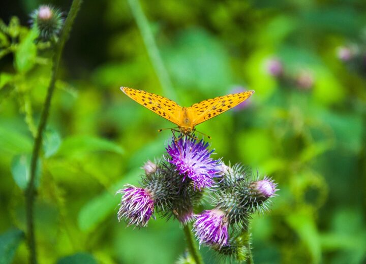 Odkryj urok wiosny w Bieszczadach: przygoda czeka na ciebie!